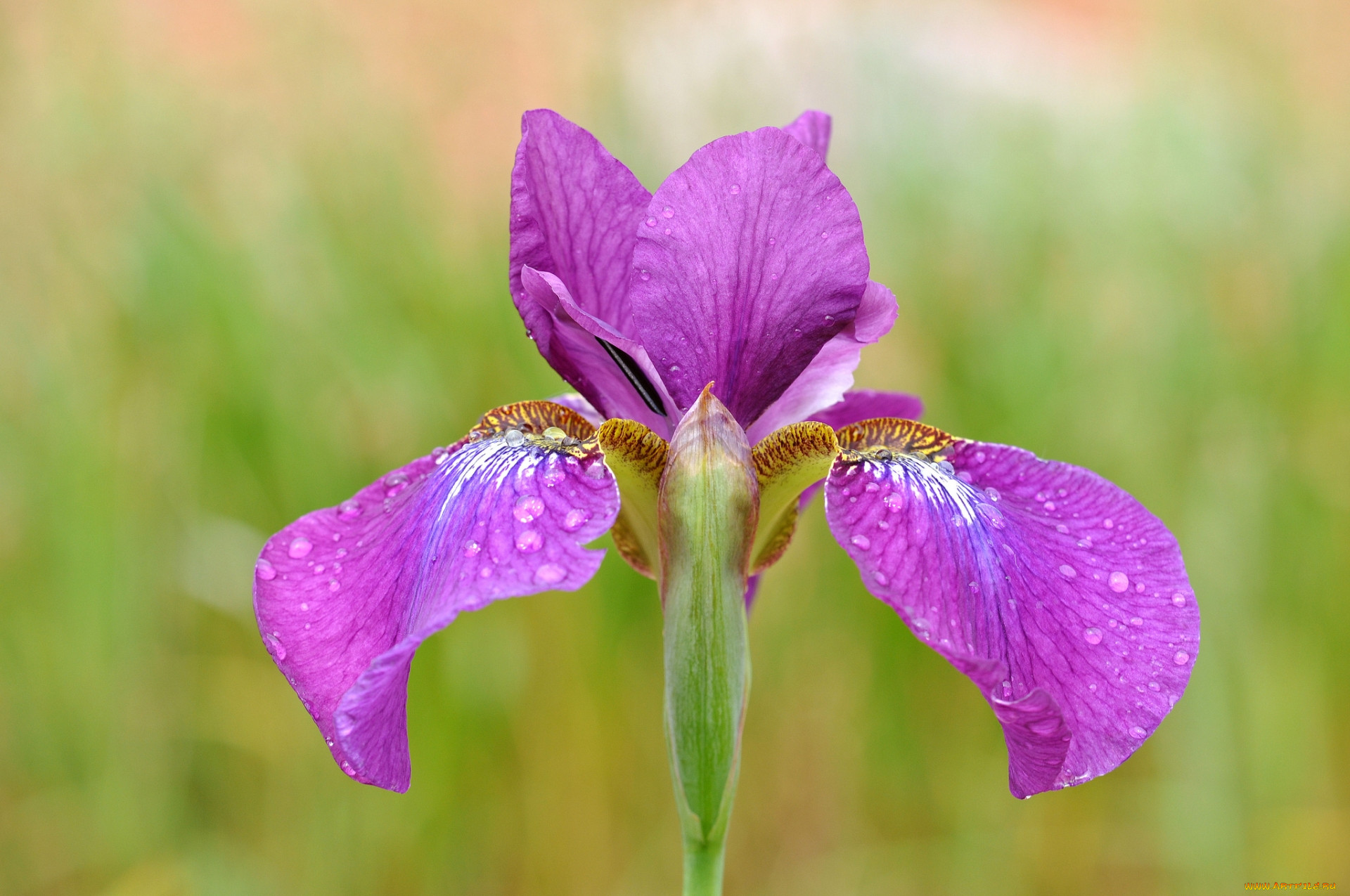 Tion iris. Ирис соцветие. Ирис Сибирский бордовый. Ирис (Касатик) Воробьева Iris vorobievii.. Ирис сиреневый.